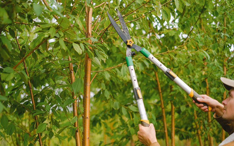Tree trimming in Hurdsfield, ND