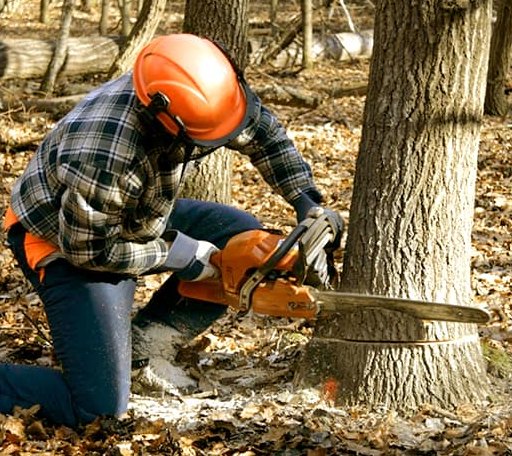 Tree Removal in Hurdsfield, ND